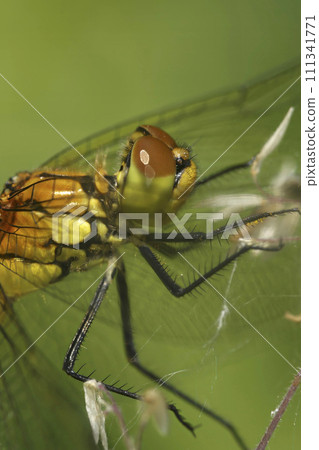 Closeup on a Ruddy darter, Sympetrum sanguineum hanging in the vegetation Closeup on a Ruddy darter, Sympetrum sanguineum hanging in the vegetation 111341771