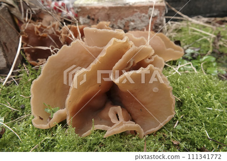 Closeup on a fresh lightbrown Bay cup mushroom, Peziza badia, pushing from the ground up 111341772