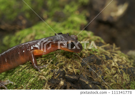 Closeup on nominate endemic Ensatina eschscholtzii eschscholtzii salamander, Big Sur National Park, South California Closeup on nominate endemic Ensatina eschscholtzii eschscholtzii salamander, Big Sur National Park, South California 111341778