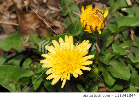 蒲公英蒲公英花 111341844