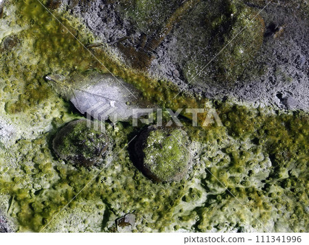 I looked into the source of sulfur. A picture of hell that bubbles up from the depths of the earth. I looked into the source of sulfur. A picture of hell that bubbles up from the depths of the earth. 111341996