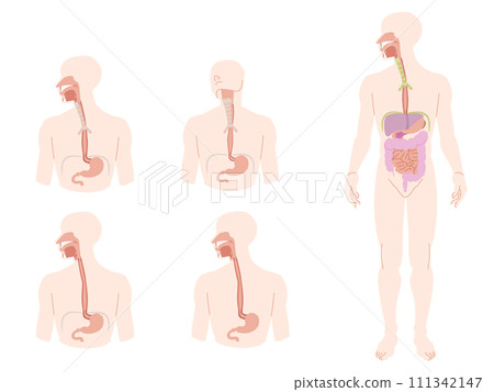 A set of simple human anatomy diagrams with color lines, focusing on the esophagus. 111342147