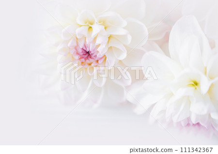 flowers dahlia festive background, pastel and soft bouquet floral card, top view wallpaper background. Macro of White Dahlia Flowers for Texture Background. 111342367