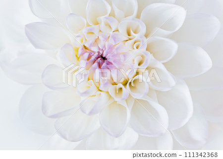 flowers dahlia festive background, pastel and soft bouquet floral card, top view wallpaper background. Macro of White Dahlia Flowers for Texture Background. 111342368