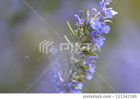 Rosemary flowers bloomed beautifully Rosemary flowers bloomed beautifully 111342380