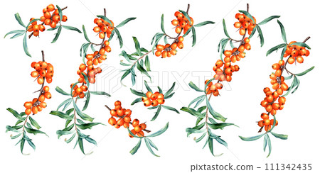 Set of medicinal plant sea buckthorn branches with fresh ripe orange berries and leaves. Hand drawn botanical watercolor illustration isolated on white background. For clipart cards menu label package Set of medicinal plant sea buckthorn branches with fresh ripe orange berries and leaves. Hand drawn botanical watercolor illustration isolated on white background. For clipart cards menu label package 111342435