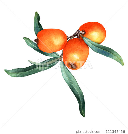 Sea buckthorn branch with orange ripe berries and leaves. Hand drawn botanical watercolor illustration isolated on white background. For clip art cards menu label package 111342436