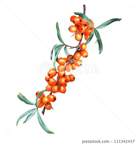 Medicinal plant sea buckthorn branch with orange berries. Hand drawn botanical watercolor illustration isolated on white background. For clip art cards menu label package 111342437