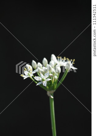 Nira Flower Nira Flower 111342511