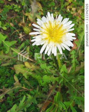 白色蒲公英 111342926