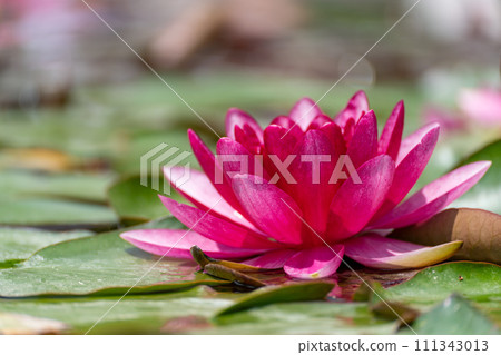 Pink lotus water lily flower in pond, waterlily with green leaves blooming 111343013
