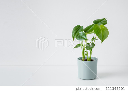 Young plant of Monstera deliciosa or Swiss Cheese Plant on a white table, home gardening and connecting with nature, copy space 111343201