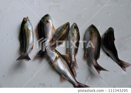 Embankment bait fishing lure fishing catch grunt grunt gourd Embankment bait fishing lure fishing catch grunt grunt gourd 111343295