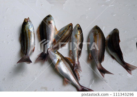 Embankment bait fishing lure fishing catch grunt grunt gourd 111343296