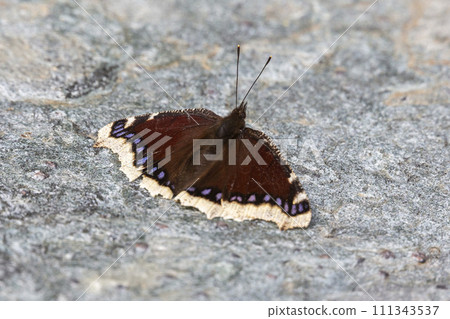 Mourning cloak (Nymphalis antiopa) butterfly 111343537