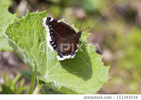 Mourning cloak (Nymphalis antiopa) butterfly 111343538