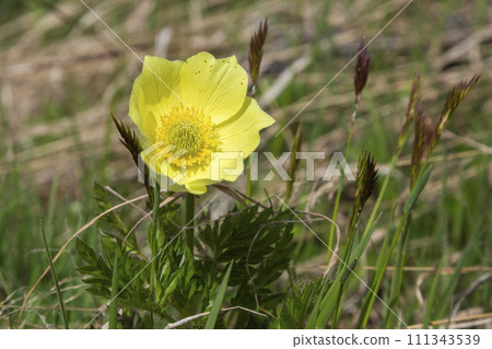 Yellow Alpine pasqueflower (Pulsatilla alpina subspecies apiifolia) in an Alpine meadow 111343539