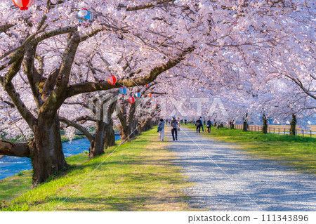 A row of cherry blossom trees in Asahi Funakawa (soft focus) A row of cherry blossom trees in Asahi Funakawa (soft focus) 111343896