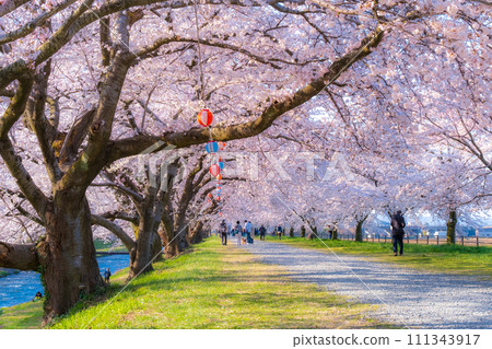 船川朝日的一排櫻花樹（柔焦） 111343917