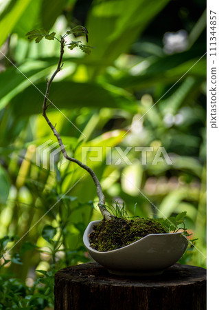 Small tree setting put it in a small pot as a mini bonsai 111344857