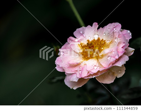 Shape and colors of Sea Anemones roses that blooming Shape and colors of Sea Anemones roses that blooming 111344859