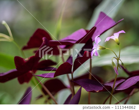 Pink flower and purple leaves of Oxalis plant Pink flower and purple leaves of Oxalis plant 111344862