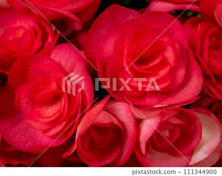Close-up photo of a bouquet of hydrangeas flowers 111344900