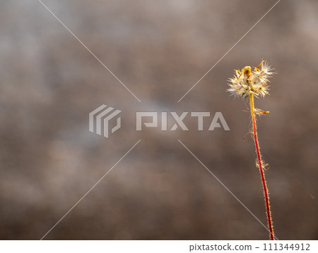 The seed of a Tridax Daisy flower when withering The seed of a Tridax Daisy flower when withering 111344912