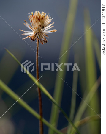 Close-up the dried seed of a Tridax Daisy flower when withering Close-up the dried seed of a Tridax Daisy flower when withering 111344917