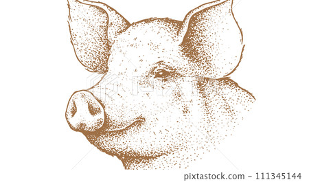 Pork, pig head. Vintage retro print Pork, pig head. Vintage retro print 111345144