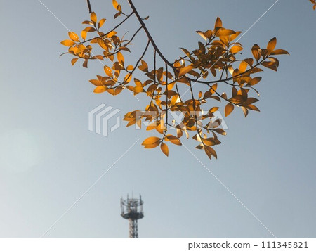 Nagi leaves bathed in the morning sun (winter sky, steel tower, and fence) 111345821