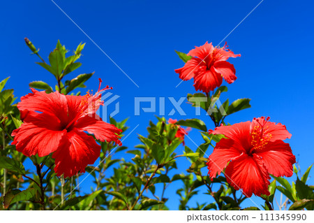 沖繩的藍天和鮮紅的芙蓉 沖繩的藍天和鮮紅的芙蓉 111345990