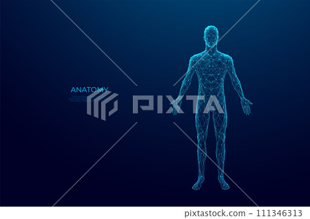 Abstract digital human body. Polygonal wireframe silhouette. Anatomy Abstract digital human body. Polygonal wireframe silhouette. Anatomy 111346313