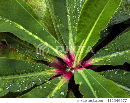 Close up view of water drops on the green plant with pink colour on the centre. Freshness of after raining. 111346577
