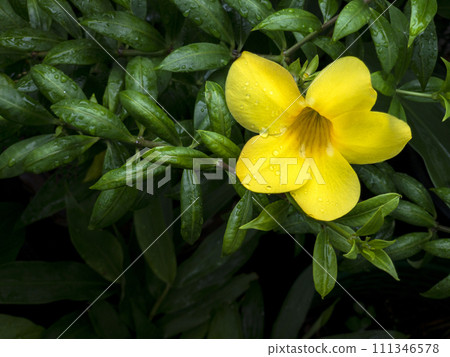 Close up view of water drops on the green plant with yellow flower. Freshness of after raining. 111346578