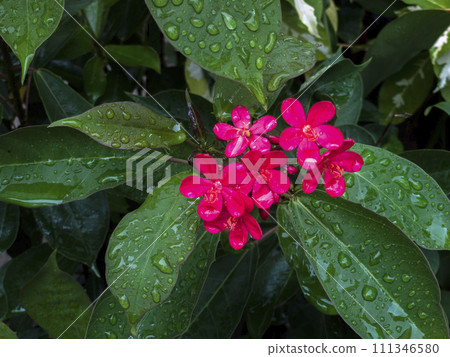 Close up view of water drops on the green plant with pink flowers. Freshness of after raining. 111346580