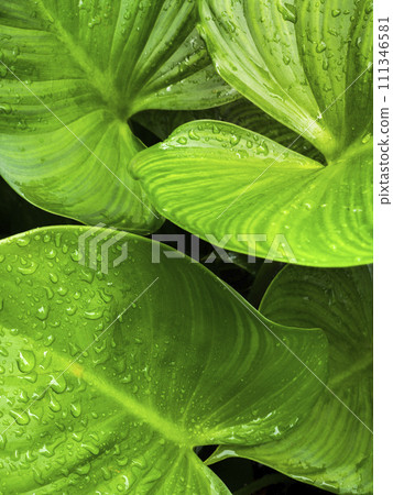 Close up view of water drops on the green plant. Freshness of after raining. Close up view of water drops on the green plant. Freshness of after raining. 111346581
