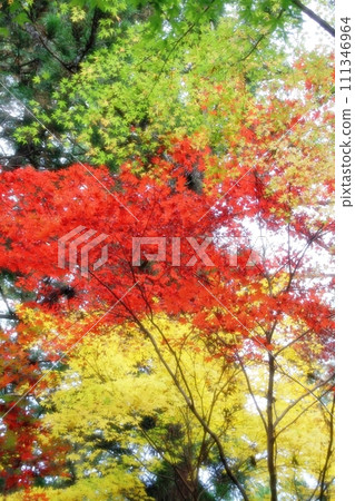 三色楓 三色楓 111346964