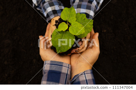 The hands of a child and an adult hold a young tree seedling in their palms. View from above. Symbol of salvation and protection of nature. The seedling is carefully held in hands, protecting it. 111347004