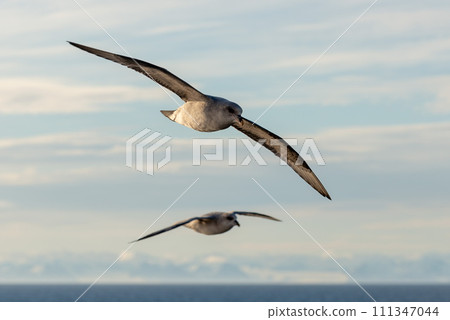 Northern Fulmar flying above Arctic sea on Svalbard. Northern Fulmar flying above Arctic sea on Svalbard. 111347044