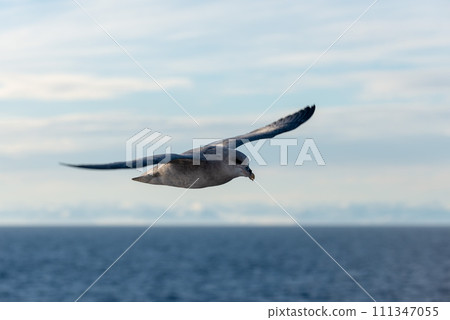 Northern Fulmar flying above Arctic sea on Svalbard. Northern Fulmar flying above Arctic sea on Svalbard. 111347055
