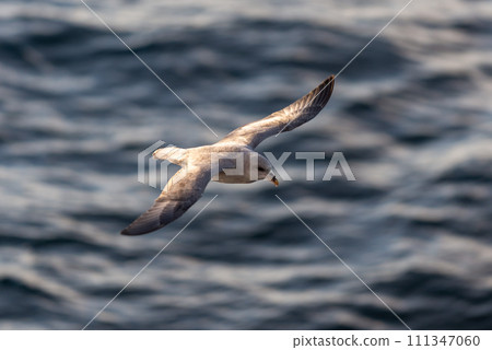 Northern Fulmar flying above Arctic sea on Svalbard. Northern Fulmar flying above Arctic sea on Svalbard. 111347060