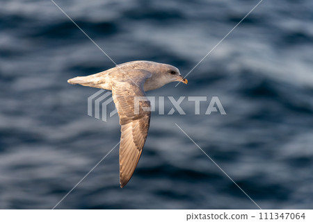 Northern Fulmar flying above Arctic sea on Svalbard. 111347064
