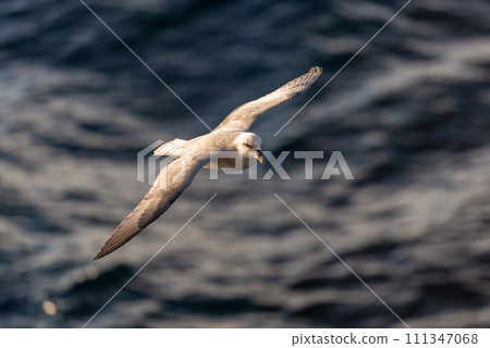 Northern Fulmar flying above Arctic sea on Svalbard. Northern Fulmar flying above Arctic sea on Svalbard. 111347068