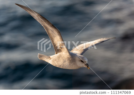 Northern Fulmar flying above Arctic sea on Svalbard. Northern Fulmar flying above Arctic sea on Svalbard. 111347069