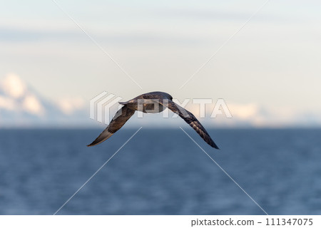Northern Fulmar flying above Arctic sea on Svalbard. 111347075