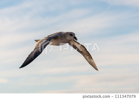 Northern Fulmar flying above Arctic sea on Svalbard. Northern Fulmar flying above Arctic sea on Svalbard. 111347079