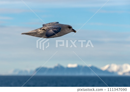 Northern Fulmar flying above Arctic sea on Svalbard. Northern Fulmar flying above Arctic sea on Svalbard. 111347090