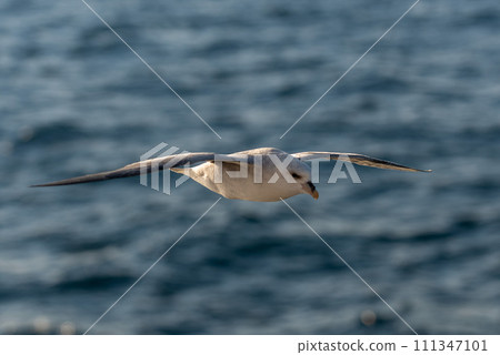 Northern Fulmar flying above Arctic sea on Svalbard. Northern Fulmar flying above Arctic sea on Svalbard. 111347101