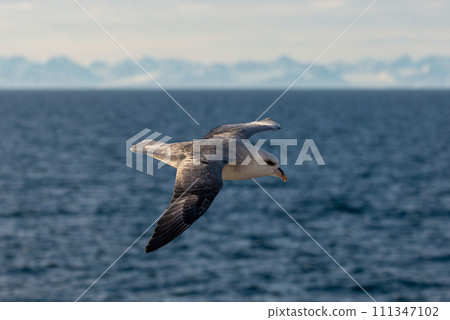 Northern Fulmar flying above Arctic sea on Svalbard. Northern Fulmar flying above Arctic sea on Svalbard. 111347102